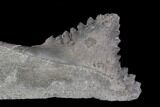 Bizarre Edestus Shark Tooth In Jaw Section - Carboniferous #92668-2